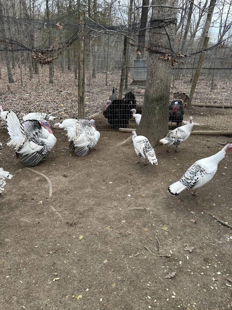 6 Royal Palm Turkey Hatching Eggs