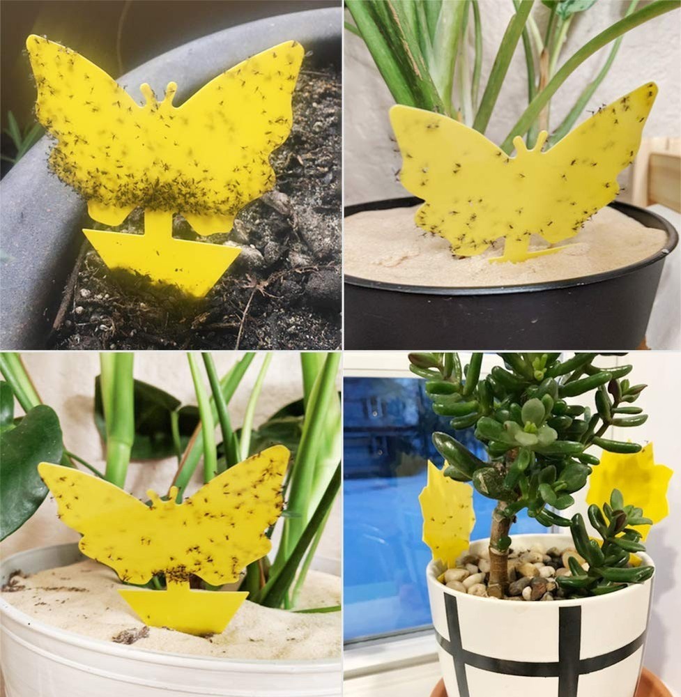 50 Sticky Insect Traps: Double-Sided