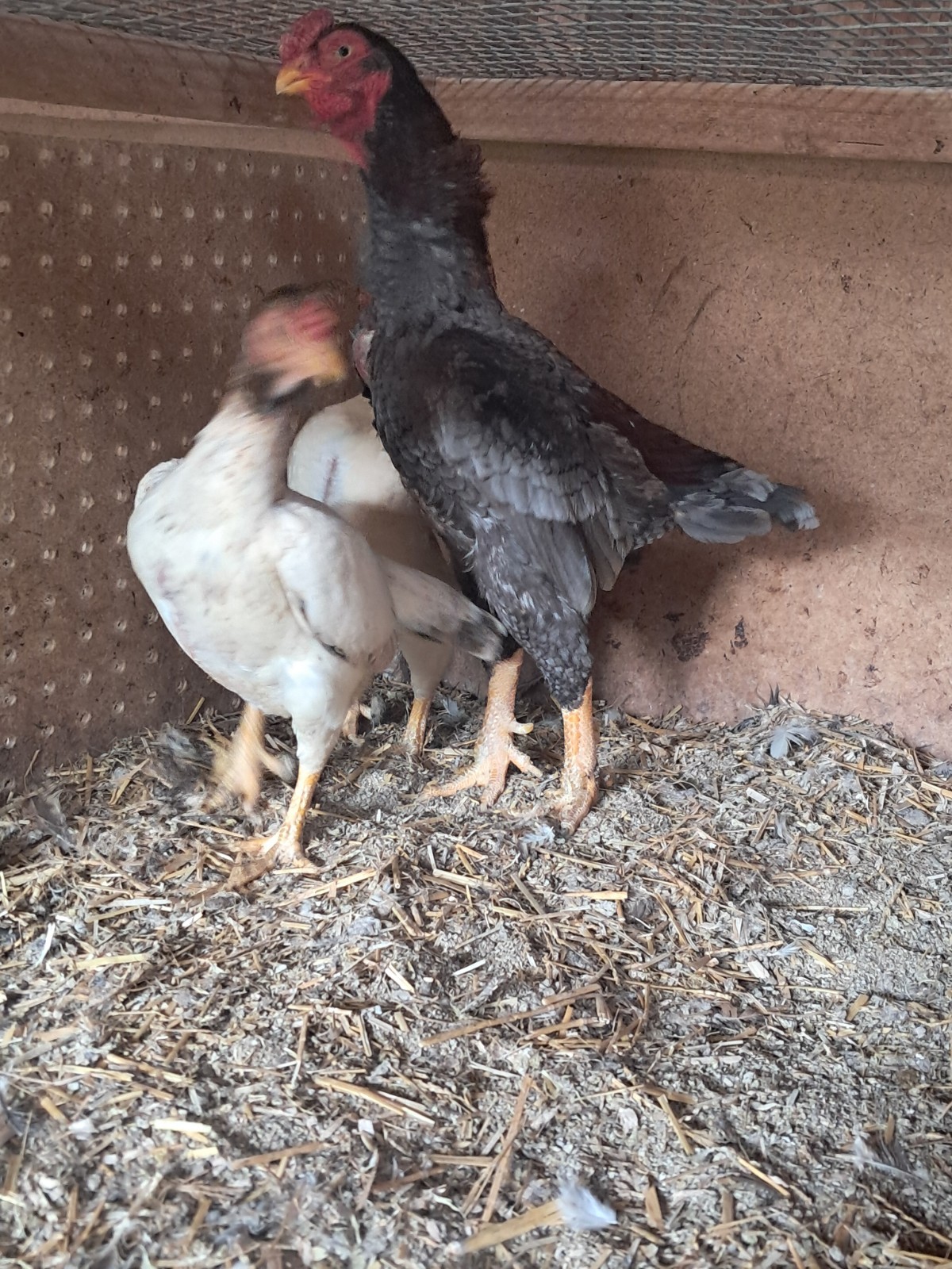 Rare Koshamo hatching eggs 6+