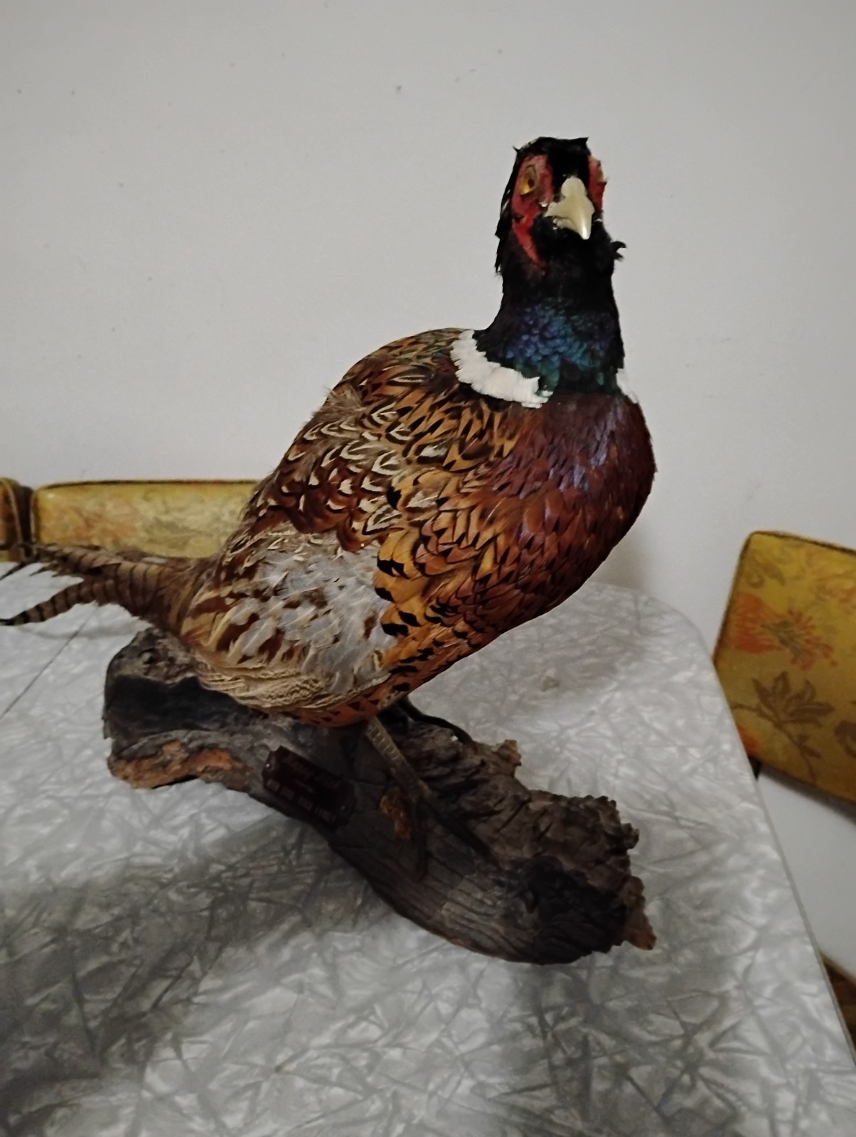 Vintage Pheasant Taxidermy - Table / Shelf Display Mount - Read Description