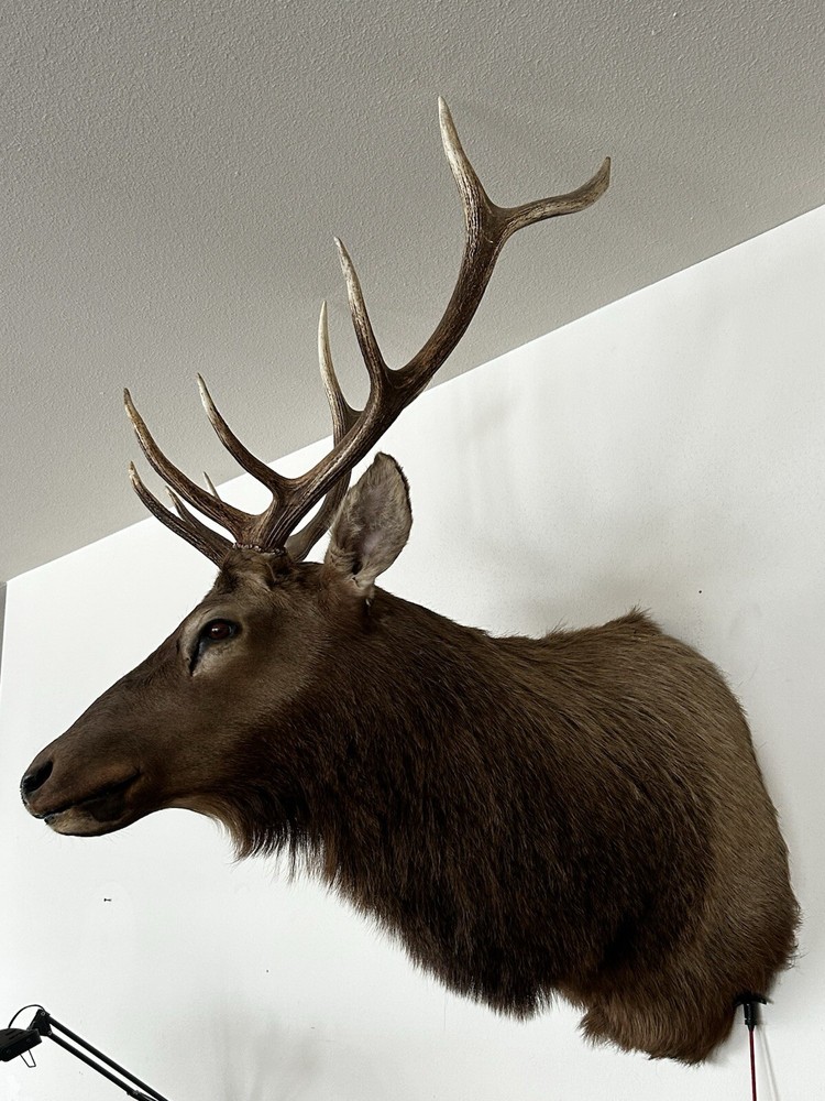 10 Point Bull Elk