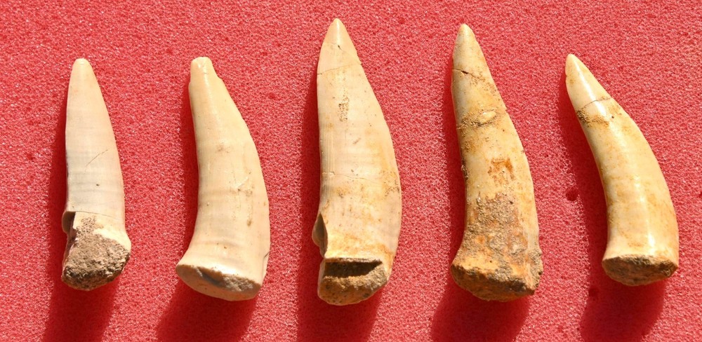 FIVE Enchodus teeth, from Morocco #2