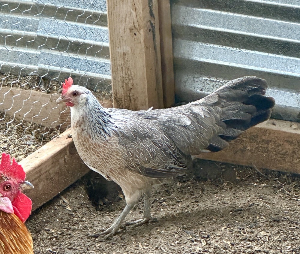 Long Tailed Phoenix Chicken Hatching Eggs 6++ PLEASE READ DESCRIPTION