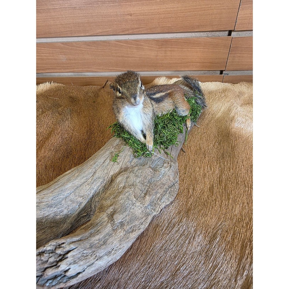 FHCK118 - Chipmunk Taxidermy Mount