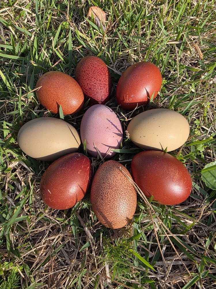 NPIP 12+ Fertile Chicken Hatching Eggs Black Copper Marans easter Olive egger