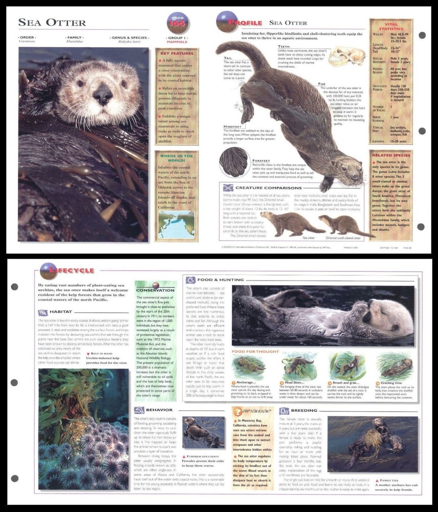 Fold-Out Sheet - Sea Otter - 166