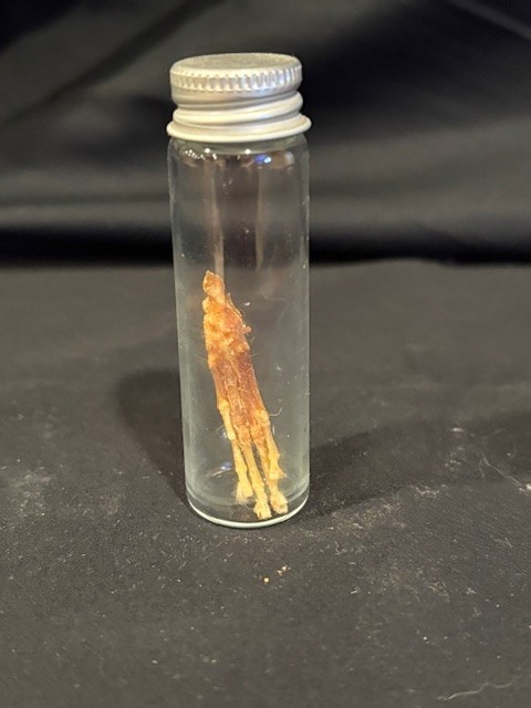 Mummified Weasel Foot Oddity