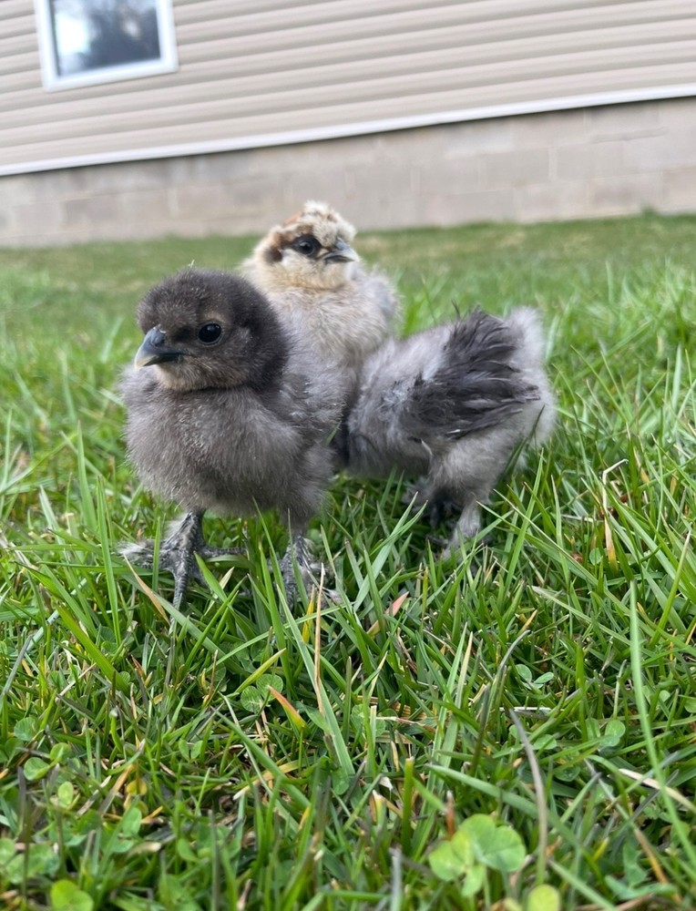 Silkie Hatching Eggs 12+, Multi Colored, Possible Frizzle