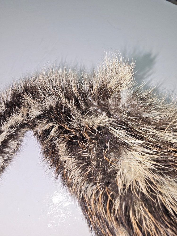 EMU Chick, entire body, fresh