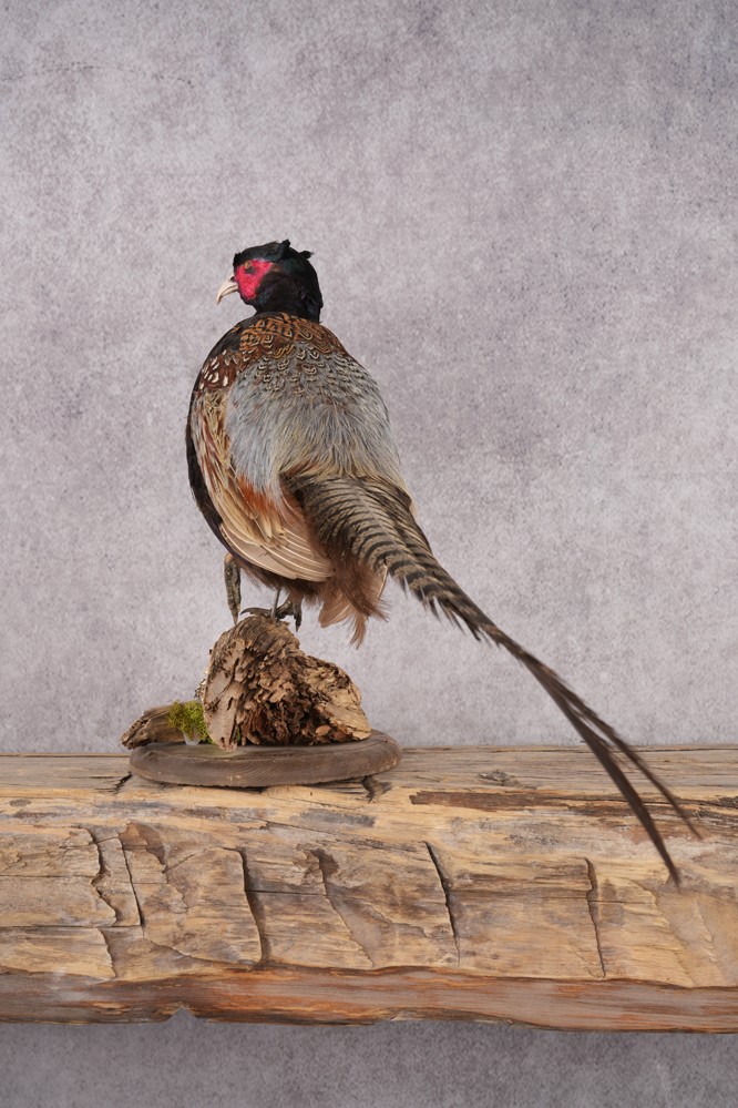 Black Necked Pheasant SKU 3251