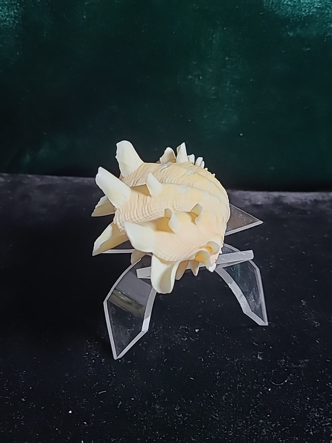 Vintage Whole Tridacna Squamosa Clam Shell Small Fan