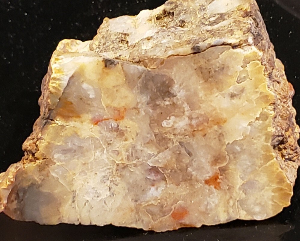 Slab Pc Coprolite