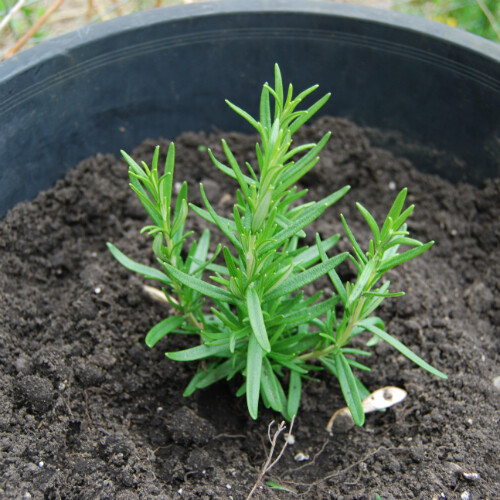 Rosemary Seeds | Heirloom / Non-GMO | Free Shipping | Herb Seeds | 1163