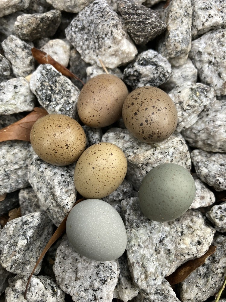 1 Dozen Button Quail Eggs (Brown/Green/Blue) Hatching Eggs