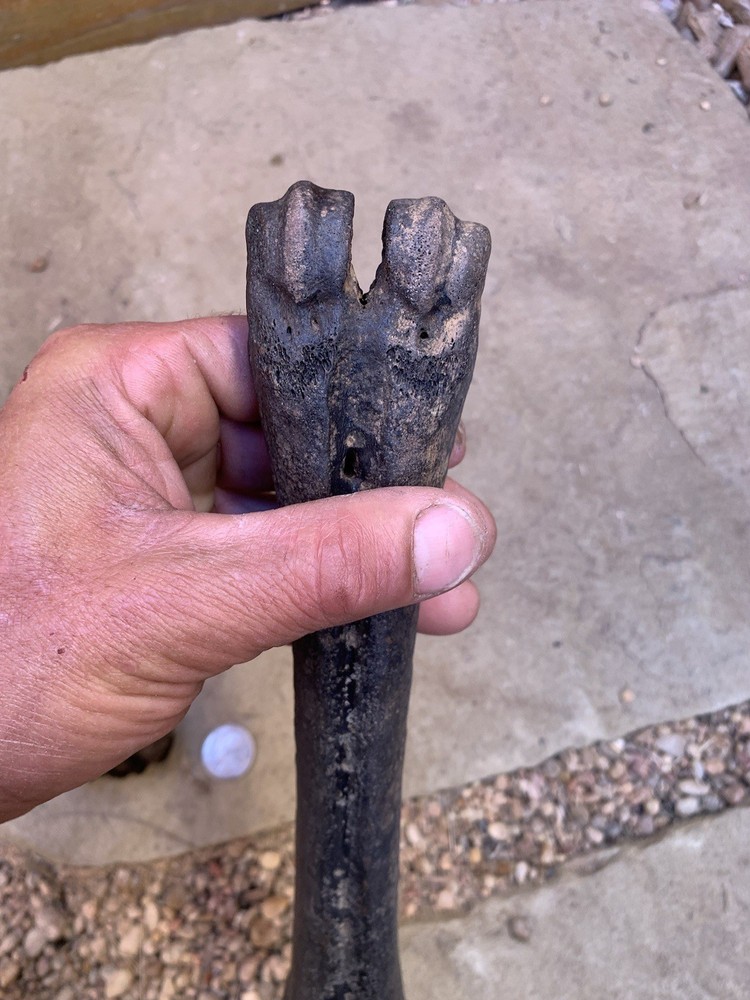 Fossilized, Bison, Bones