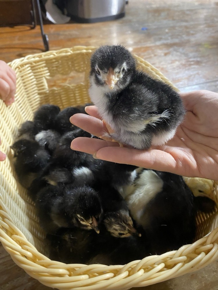 12 Olive And Dark Chocolate Egger Hatching Eggs