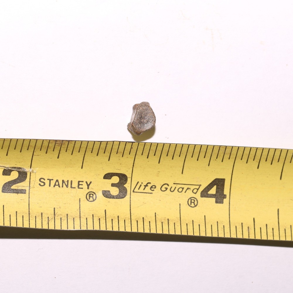 Tiny Champsosaurus Vertebra - Dinosaur Aged - Hell Creek Formation Cretaceous