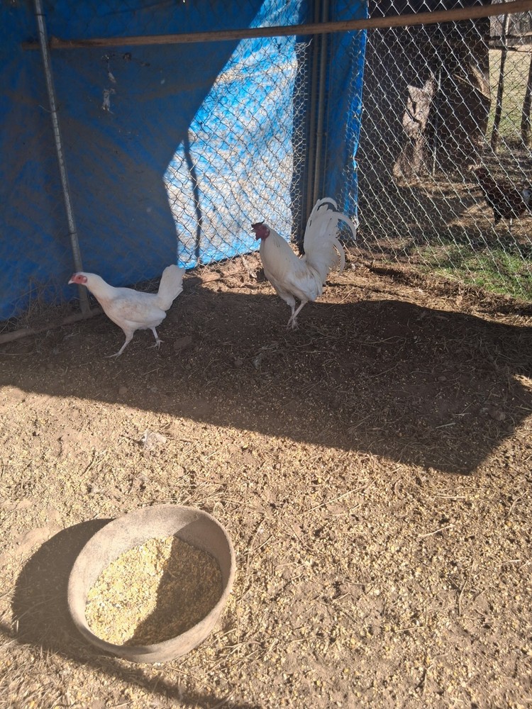 6 White Hatching Eggs