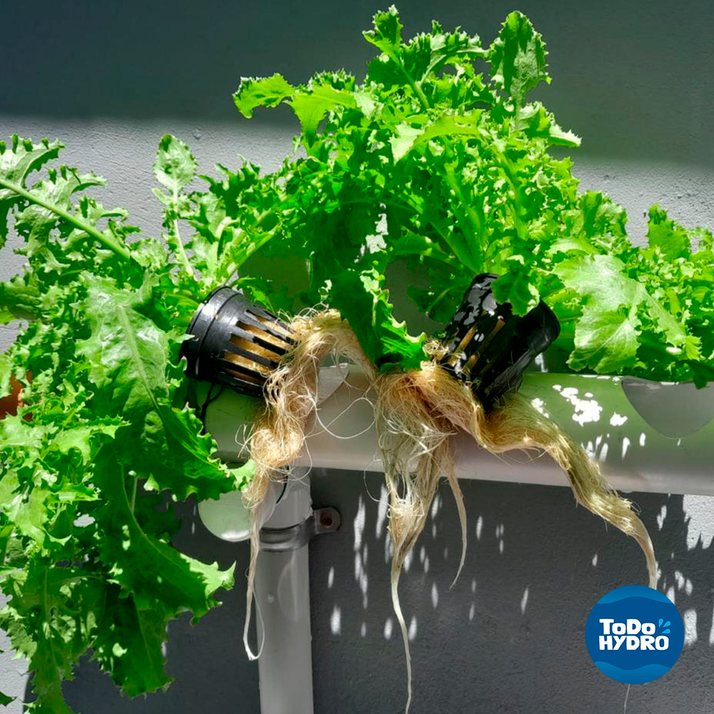 Hydroponic Kit N5P NFT System 96 Plants Complete Garden with Nutrient & Seeds