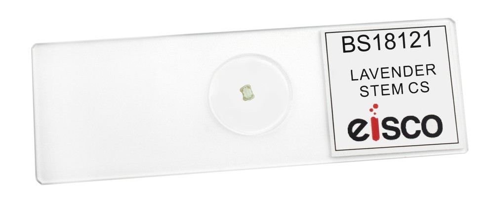 Lavender Stem - Prepared Microscope Slide - 75x25mm - Eisco Labs