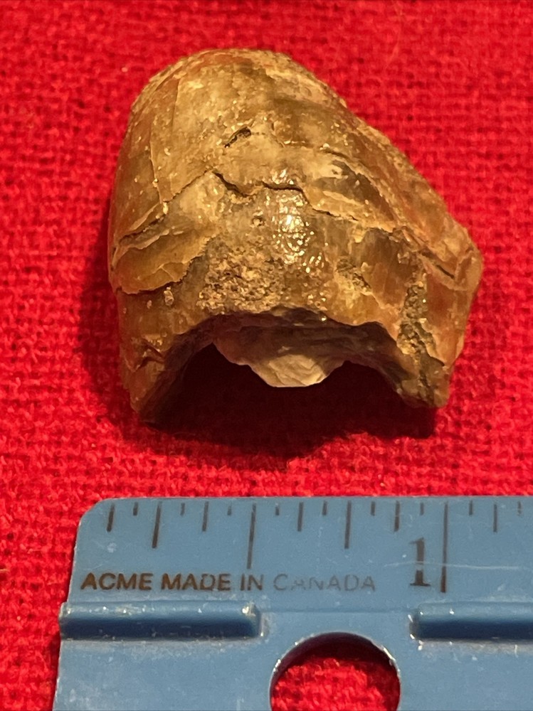 prehistoric Sea animals, Fossilized