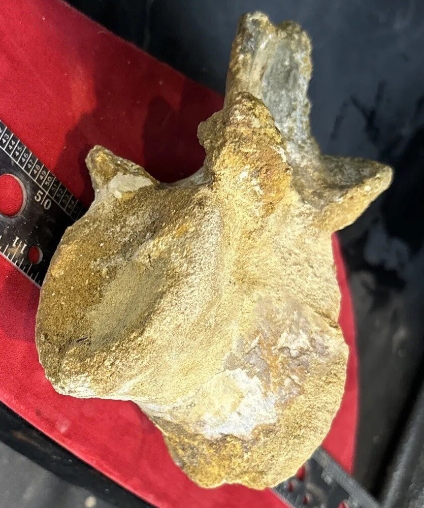 Mosasaurus vertebrae