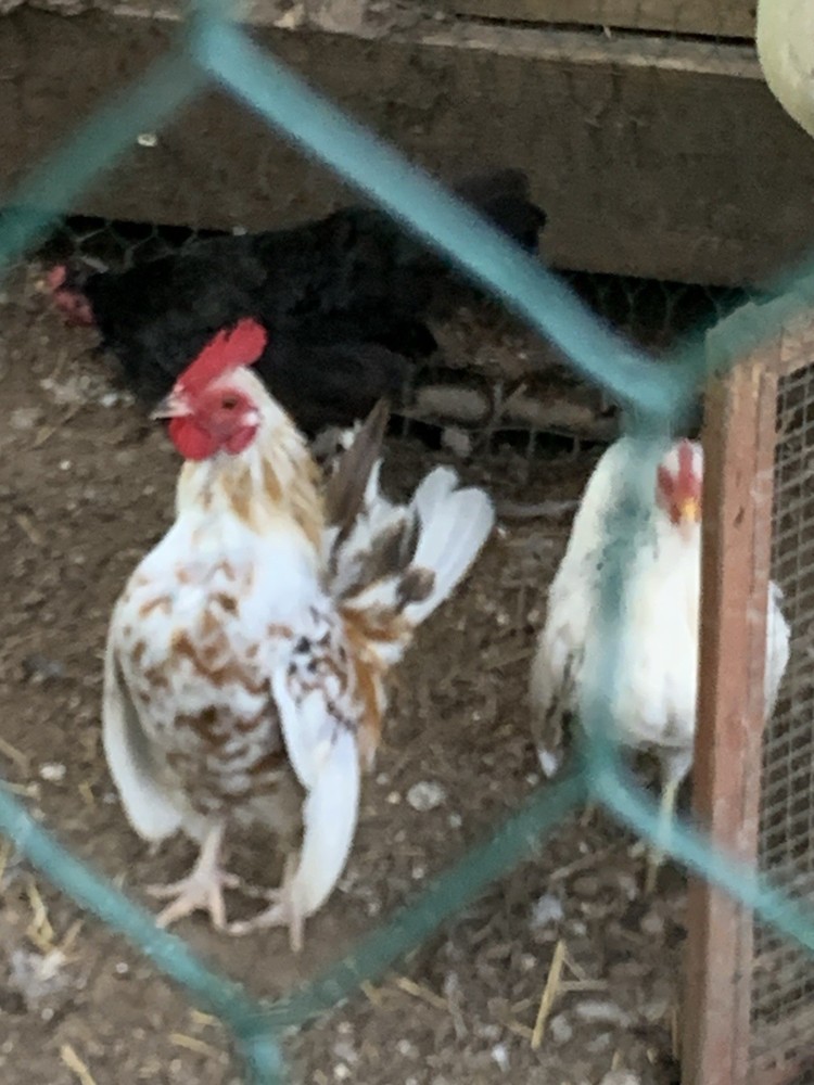 6+ TINY Serama Fertile Eggs-Smooth,silkied feather & Frizzle
