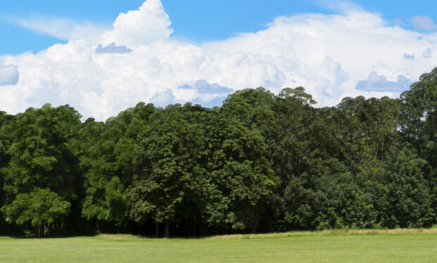 TrainJunkies Just Trees 1 Model Railroad Backdrop