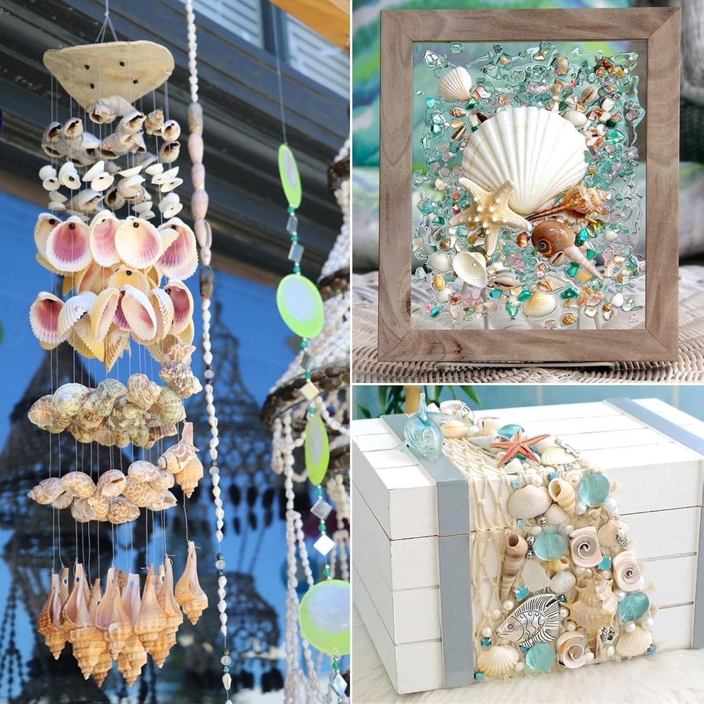 Natural Sea Shell Mixed Ocean Shells Set - 0.8"-2.5" Various Sizes Seashell Conc