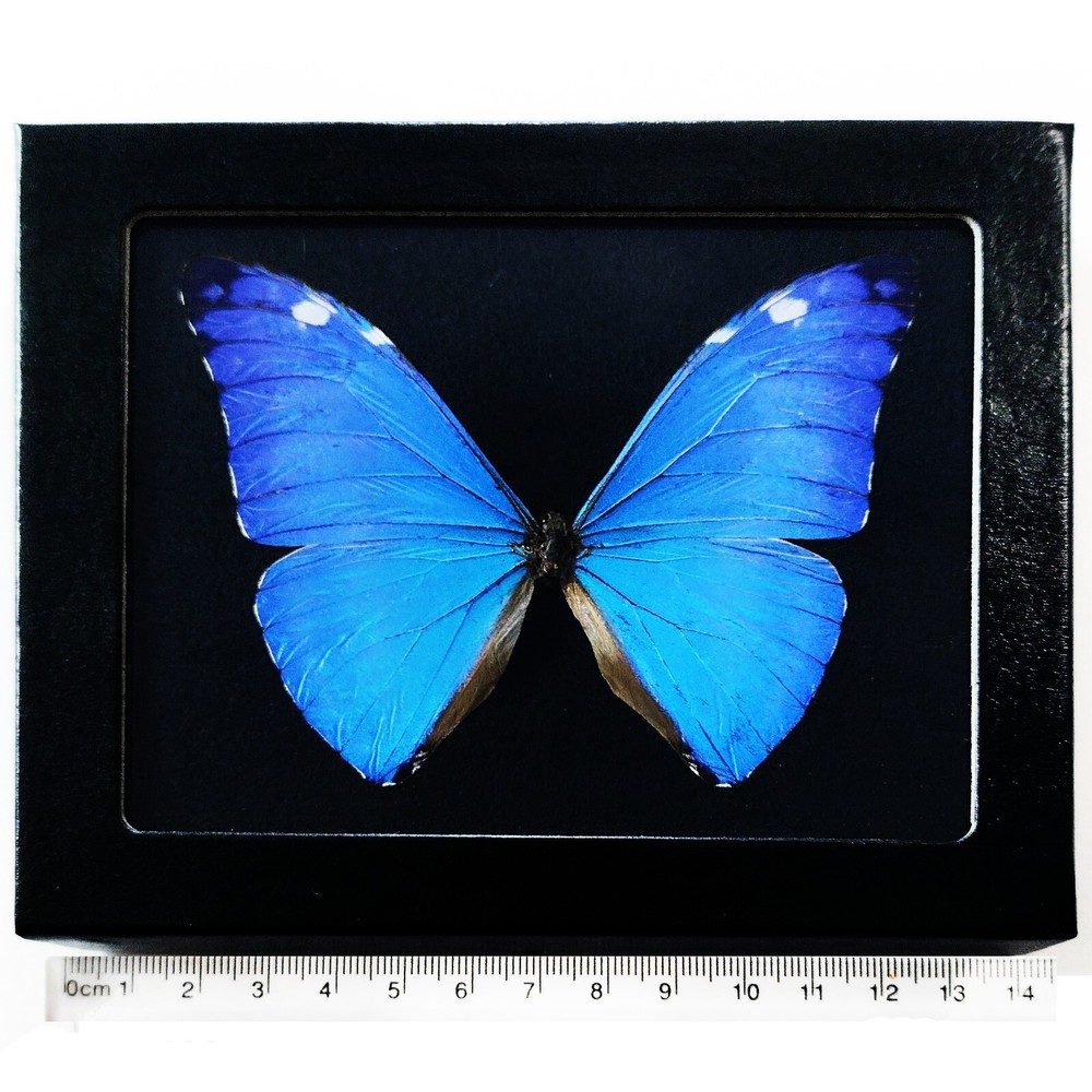 Morpho adonis framed BLACK BACKGROUND blue butterfly Peru
