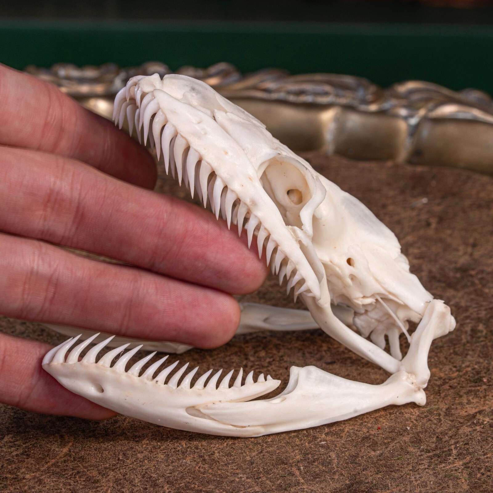 Real Python skull, 10 cm snake skeleton, snake taxidermy bone, boa anaconda