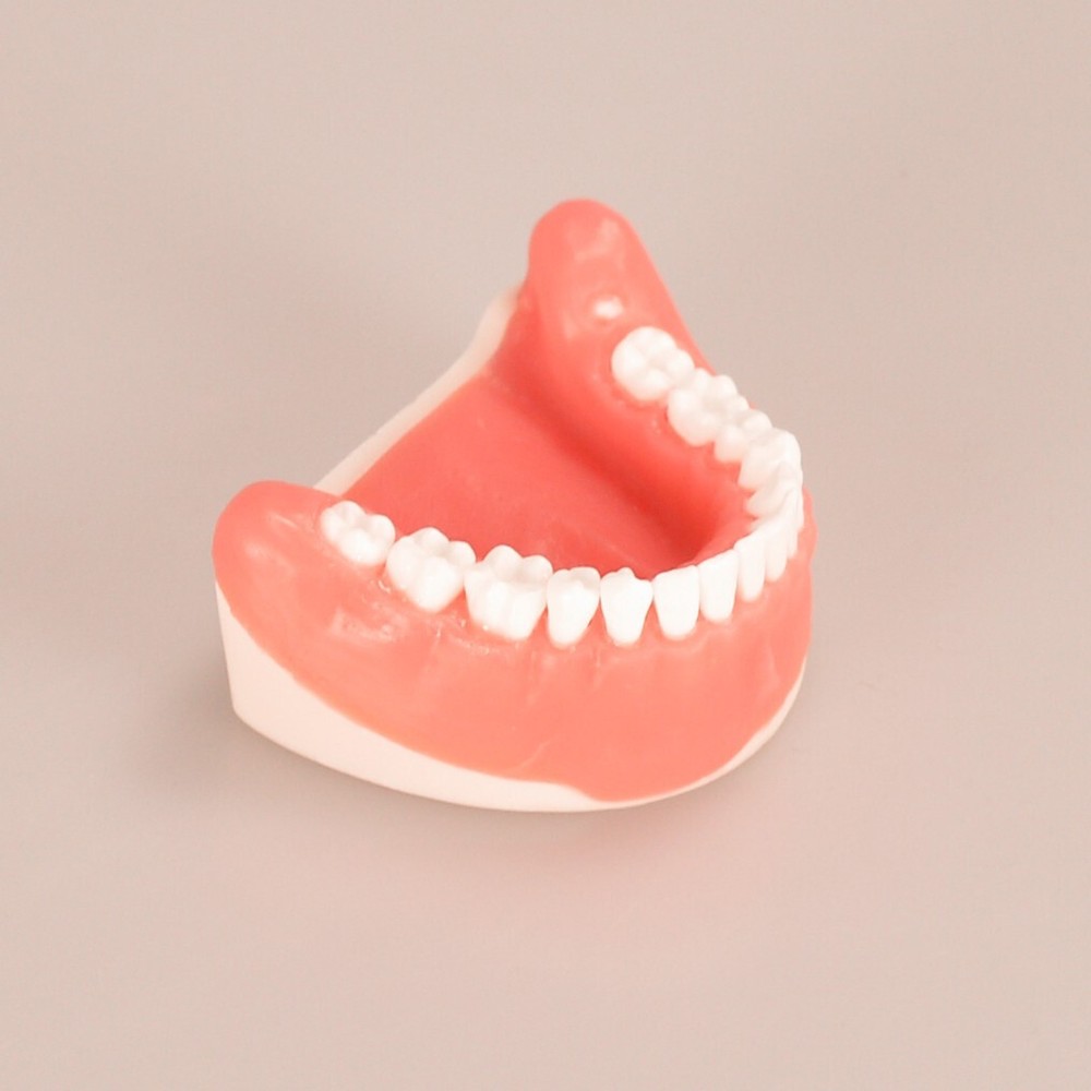 Maxillary+Mandibular Tooth Extraction Practice Model Dental Typodont Display
