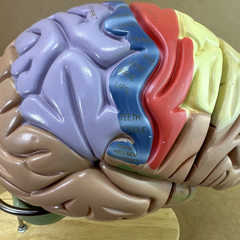Human Brain Model with Laser-Engraved Numbers and Labeling | Includes Case/Stand