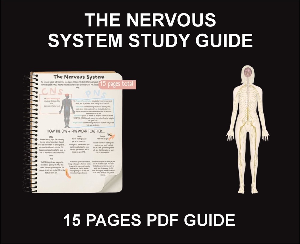 The Nervous System Study Guide, PDF