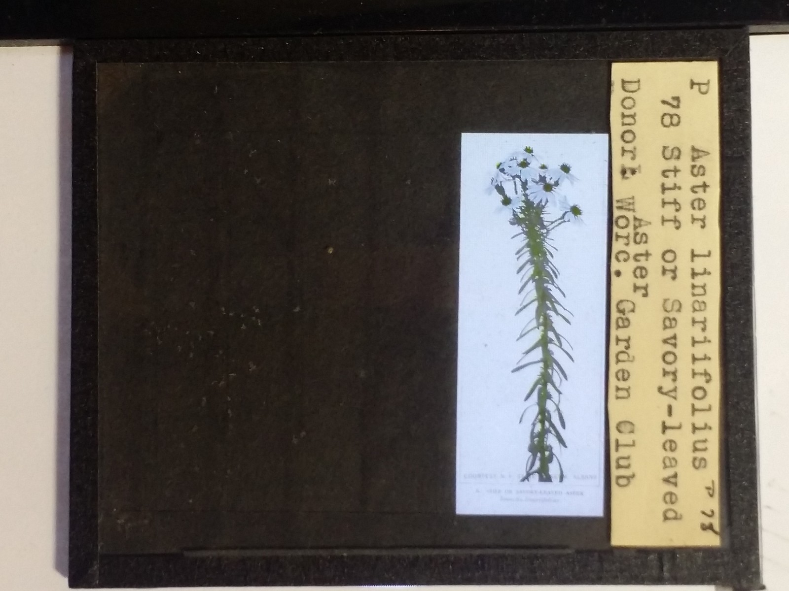 Stiff/Savory-leaved Aster (Worc. Garden Club, MA), Magic Lantern Glass Slide