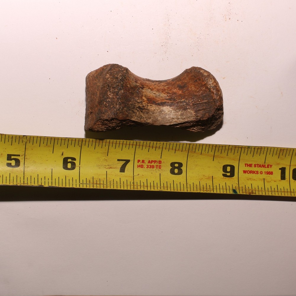 Dinosaur Vertebra Partial - Nice Sized - Hell Creek Formation CRETACEOUS Great