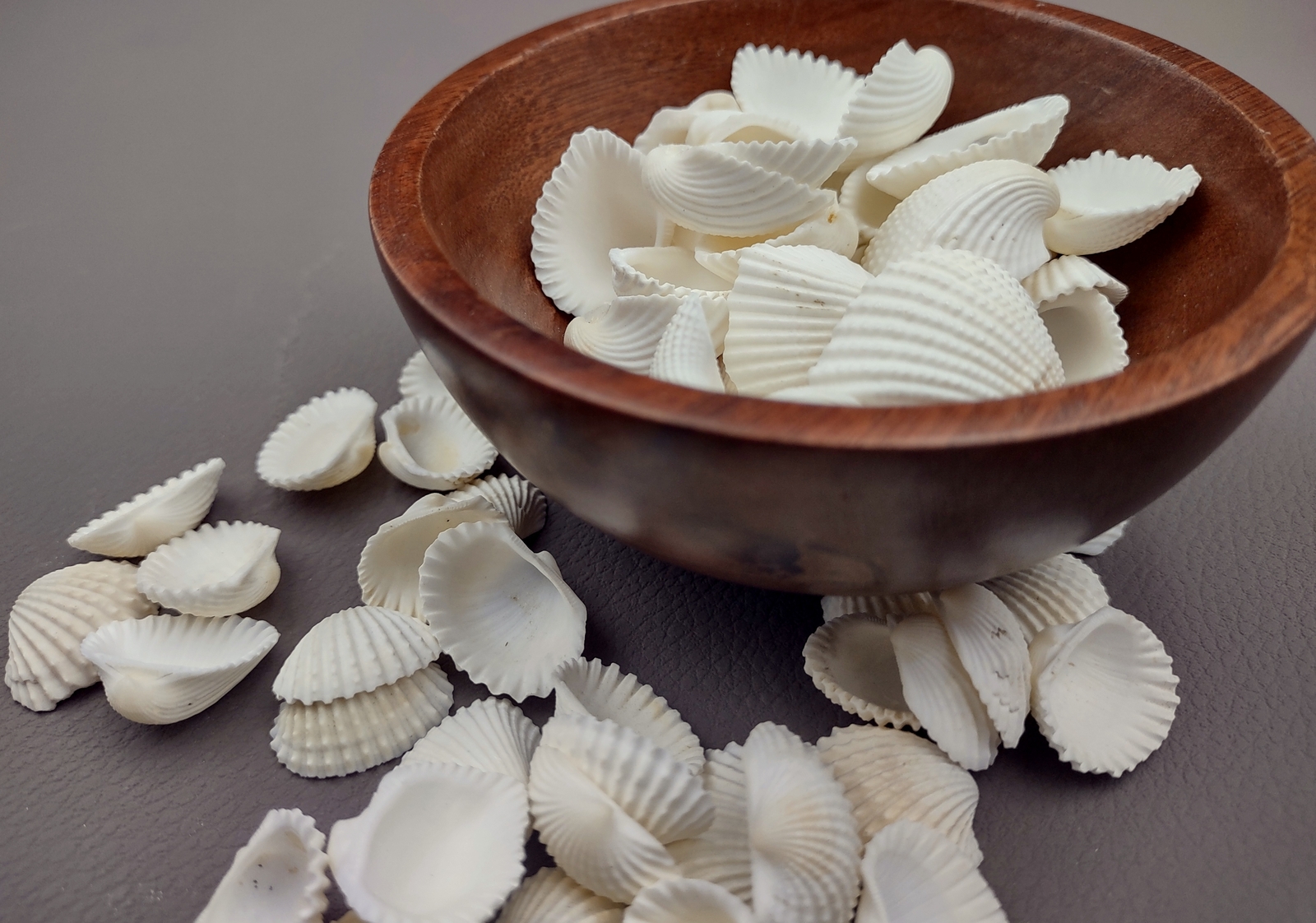 White Ark Clam Seashells Tegillarca Granosa (approx. 20+ shells 1+ inches)