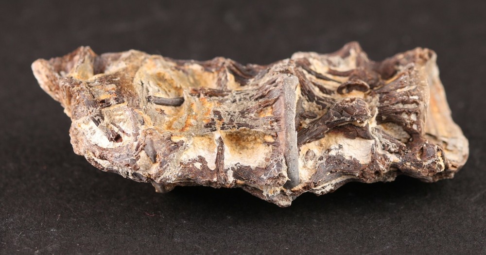 Fossil Fish Ichthyodectes Multiple Vertebrae Cretaceous Kansas COA #3307