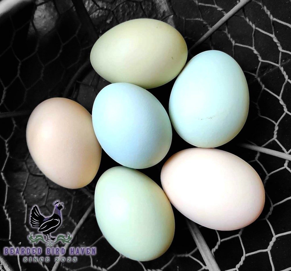 Easter Egger Hatching Eggs X6 (NPIP Certified: AI/PT Clean) + EXTRA