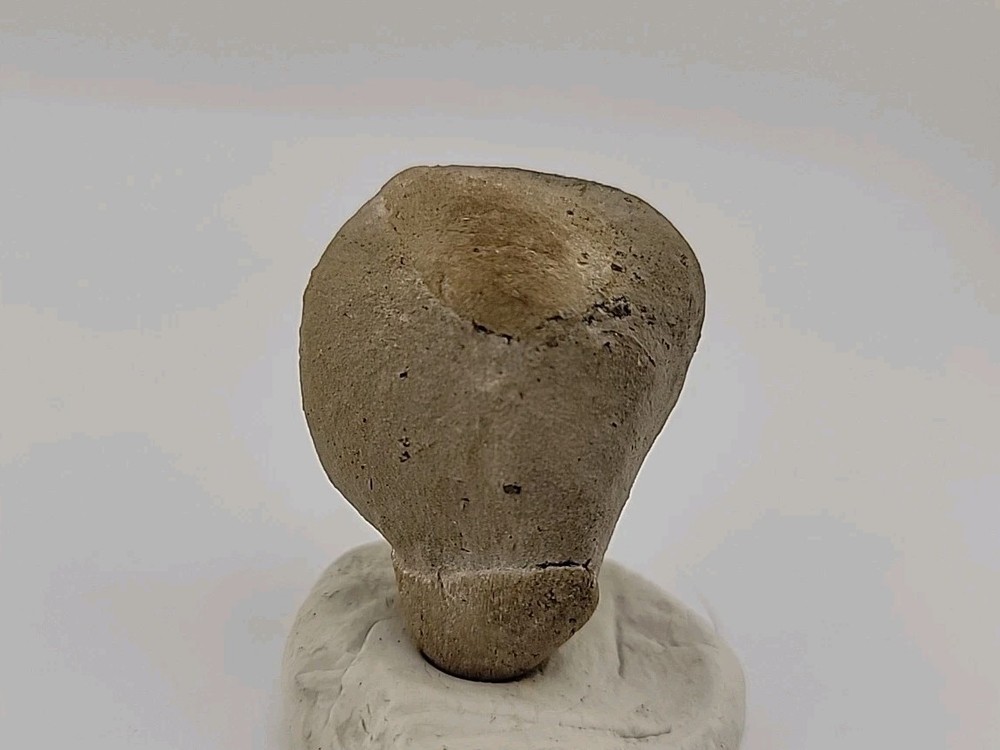 Egg Fossil Permineralized Snake 🐍