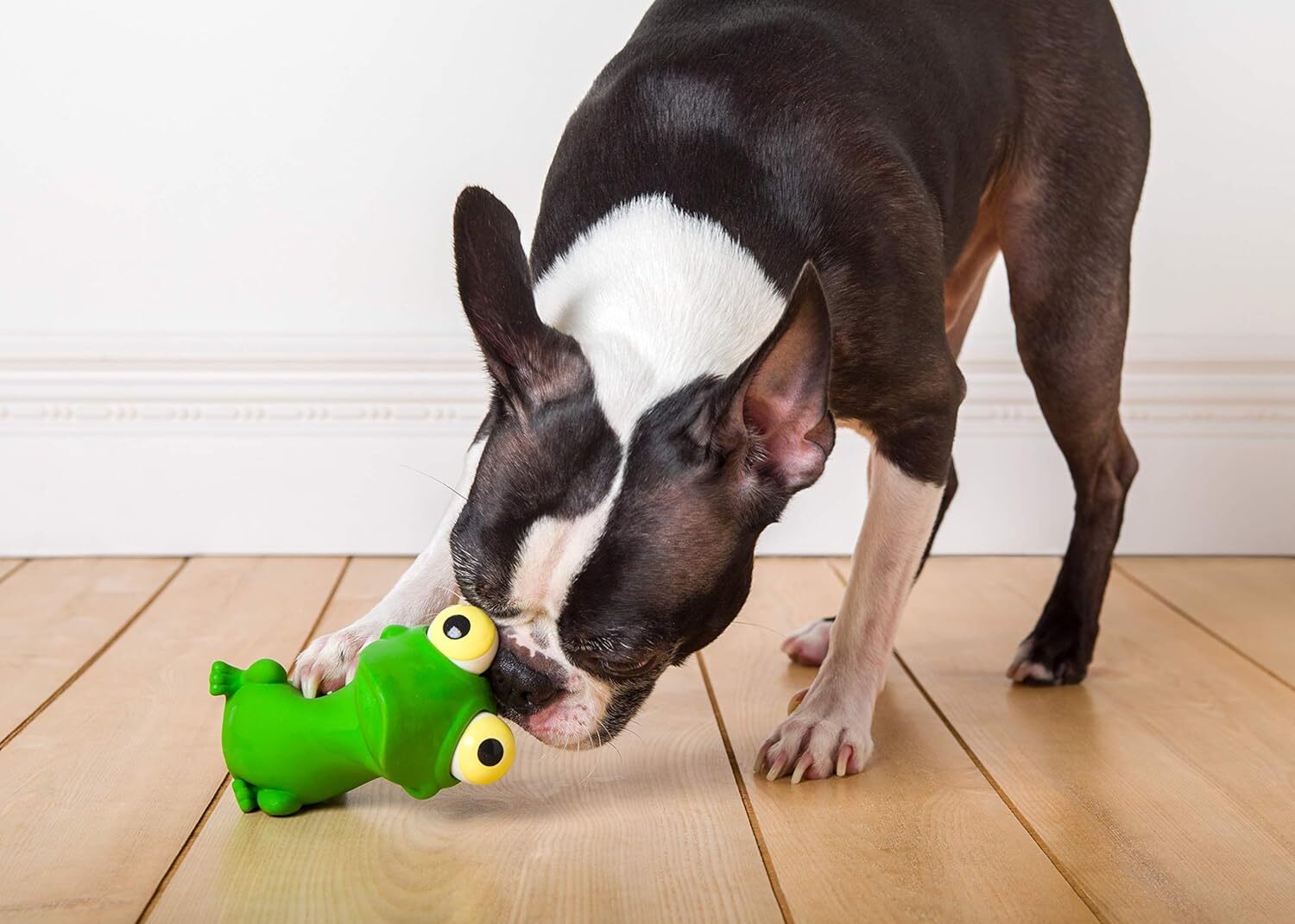 Hartz Frisky Frolic Latex Squeakable Dog Toy, Color Varies, 1 count