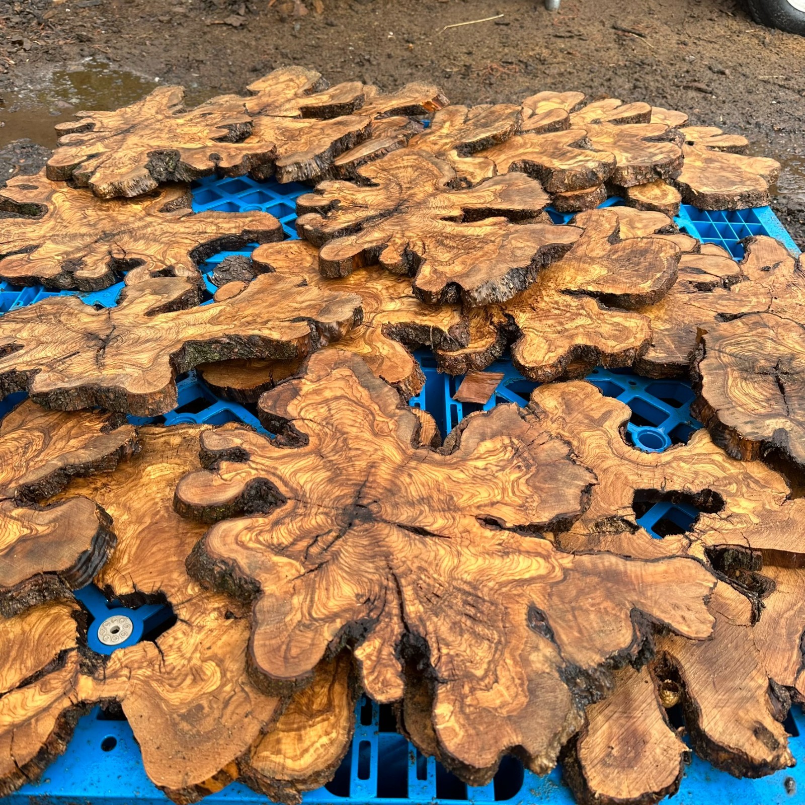 Set of 5 Olive Wood Live Edge Burl Cookies for Resin Projects, Wood Art
