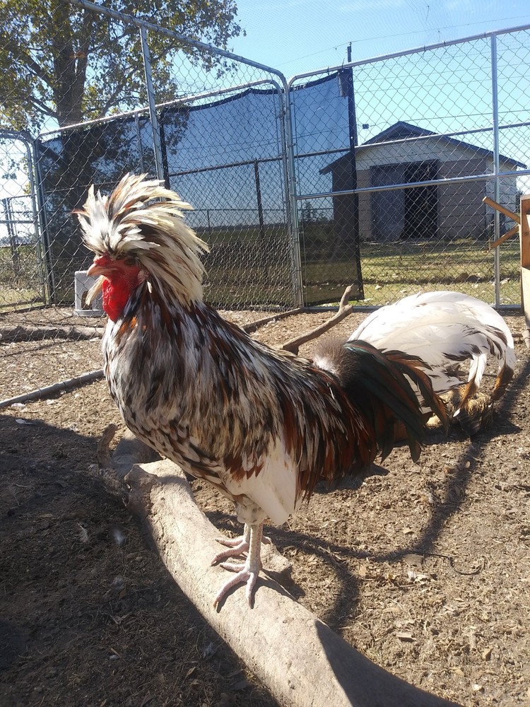 1 Dozen NPIP Tolbunt Polish Hatching Eggs