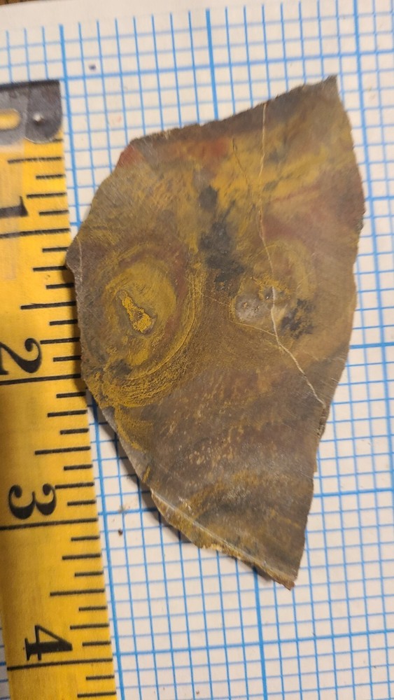Petrified Wood Slab