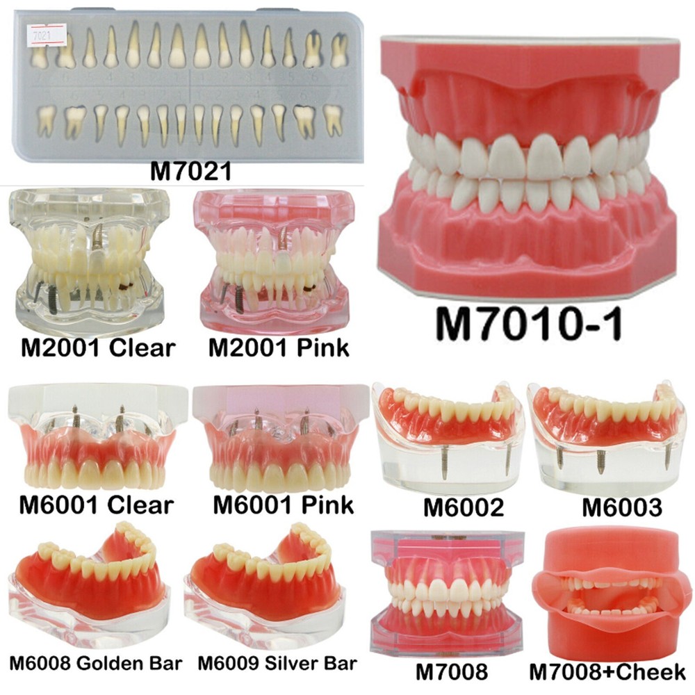 Dental Ortho Teeth Model Implants Practice Teaching Restortion Brushing Model
