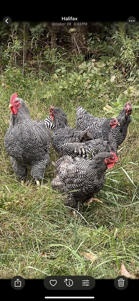 Assorted Large Fowl Hatching Eggs—Exhibition Line