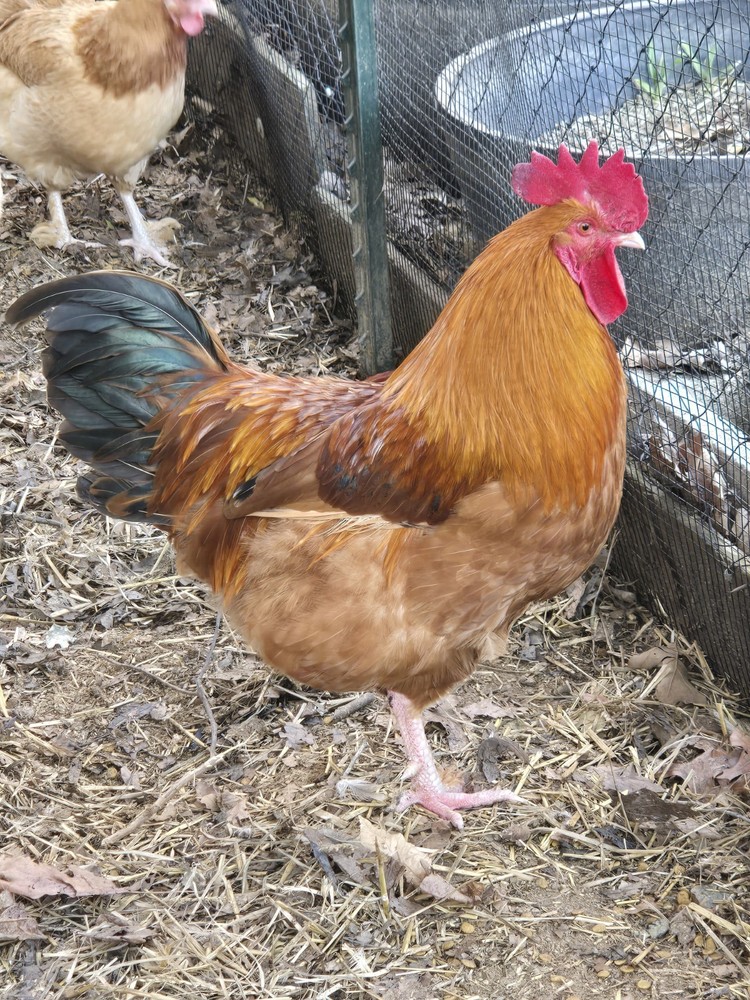 Maran Black Tail Red Maran Hatching Eggs 12 +