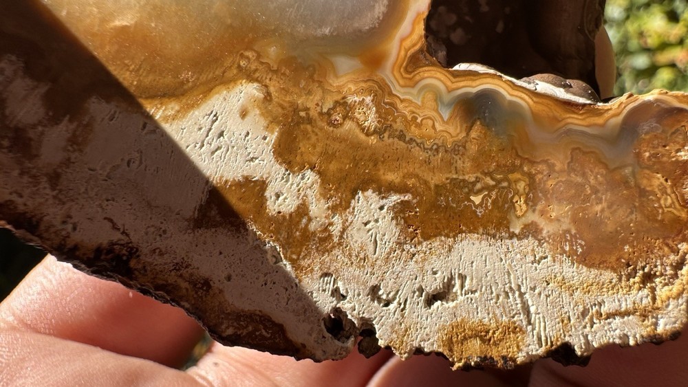 Agatized Coral Polished