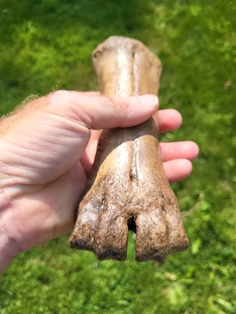 Bison metacarpal Historic bison foot bone