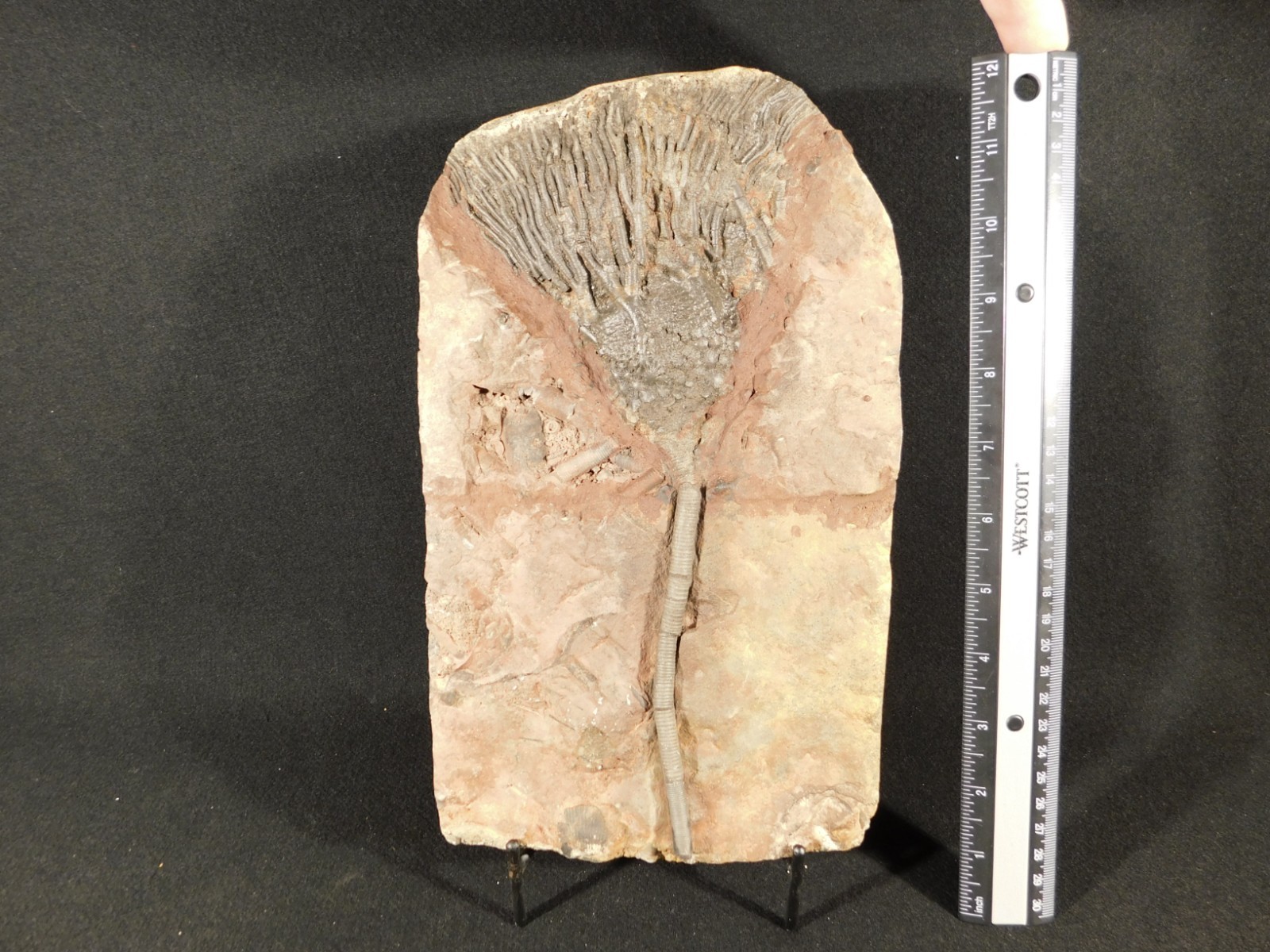 Big! 430 Million Year Old! CRINOID Fossil or Sea LILY Fossil Morocco 1686gr